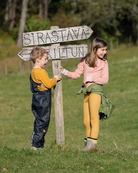 Trøye Sau & Skau
